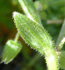 Cerastium dichotomum