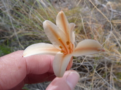 Cyrtanthus leptosiphon