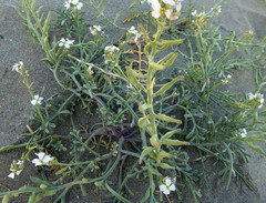 Cakile maritima maritima