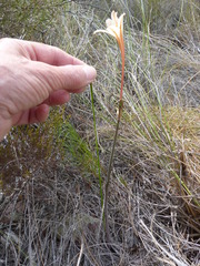 Cyrtanthus leptosiphon