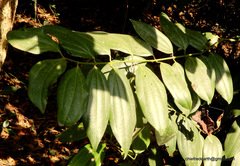 Cinnamomum verum