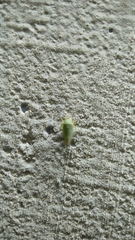 Batracomorphini