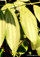 Cinnamomum verum