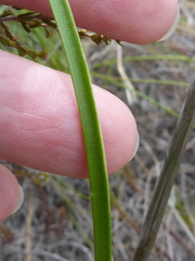 Cyrtanthus leptosiphon