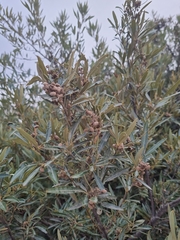 Searsia angustifolia