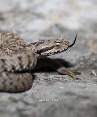 Montivipera bornmuelleri