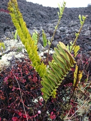 Polypodium pellucidum vulcanicum