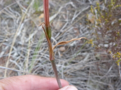 Cyrtanthus leptosiphon