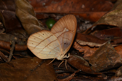 Pierella hortona