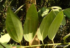 Cinnamomum verum