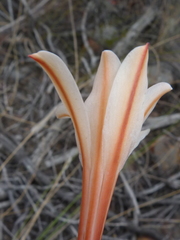 Cyrtanthus leptosiphon