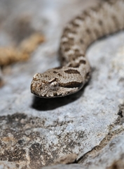 Montivipera bornmuelleri