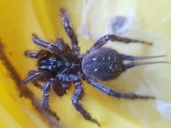 Thelechoris striatipes