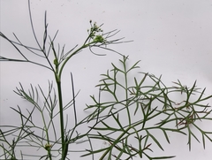 Cyclospermum