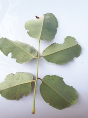 Pterocarpus rotundifolius