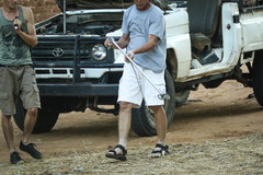 Dendroaspis polylepis