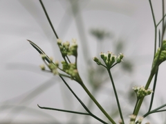 Cyclospermum