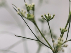 Cyclospermum
