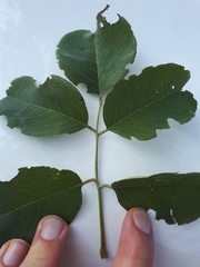 Pterocarpus rotundifolius