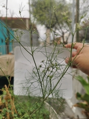 Cyclospermum