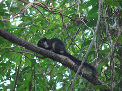 Callosciurus finlaysonii
