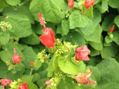 Malvaviscus arboreus