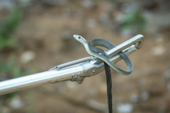 Dendroaspis polylepis