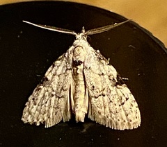 Nola triquetrana