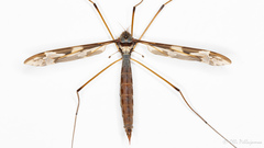 Tipula latifurca