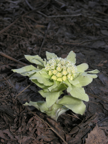 Giant Butterbur