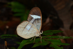 Pierella hortona