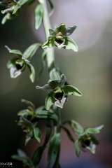 Epipactis condensata