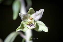 Epipactis condensata