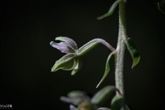 Epipactis condensata