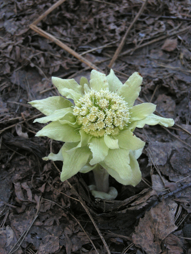 Giant Butterbur