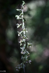 Epipactis condensata