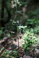 Epipactis condensata