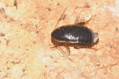 Loboptera