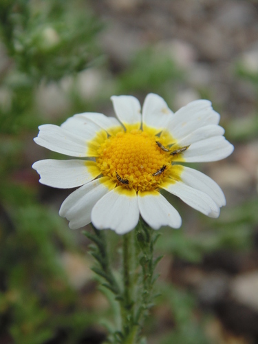 Moroccan chamomile