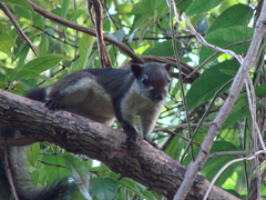 Callosciurus finlaysonii