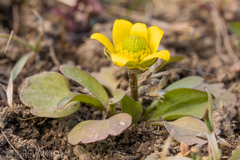 Sagebrush buttercup (Ranunculus glaberrimus)