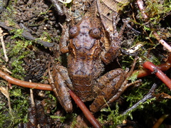 Craugastor melanostictus