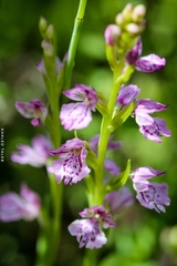 Dactylorhiza iberica