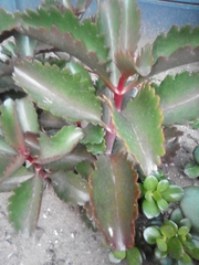 Kalanchoe sexangularis