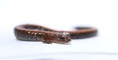 Plethodon cinereus