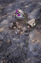 Polygala peduncularis