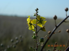 Verbascum blattaria
