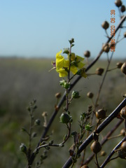 Verbascum blattaria