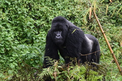 Gorilla beringei beringei