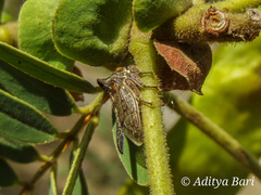 Oxyrhachis